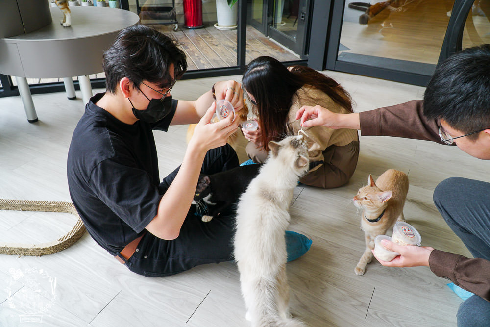 秋樂主義貓咪跑跑咖啡廳Kitty Running|台中超萌Q的貓咪咖啡廳!超多貓咪陪你玩翻天!