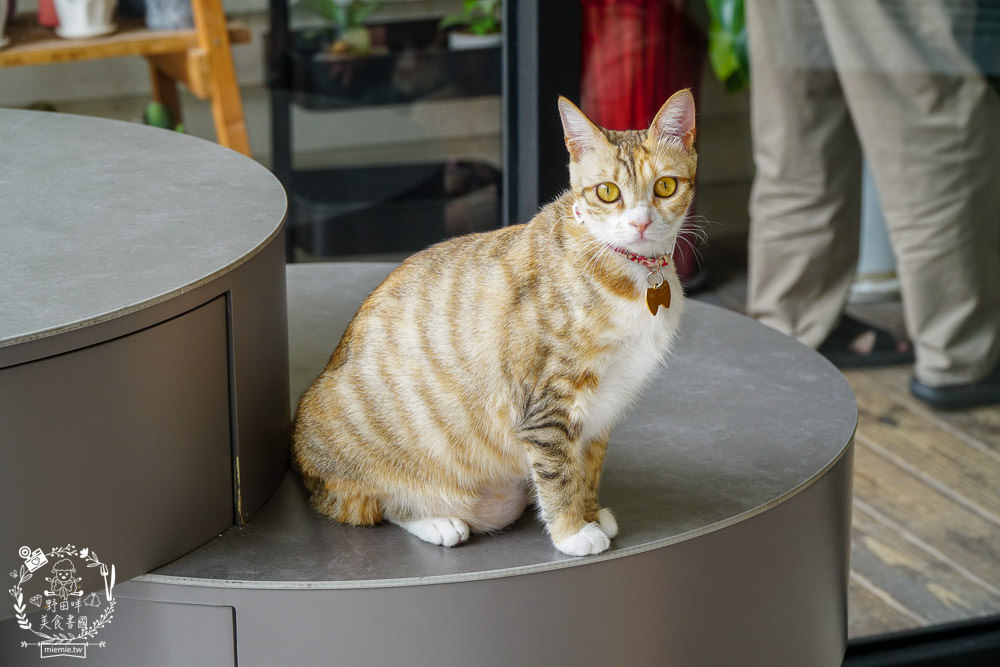 秋樂主義貓咪跑跑咖啡廳Kitty Running|台中超萌Q的貓咪咖啡廳!超多貓咪陪你玩翻天!