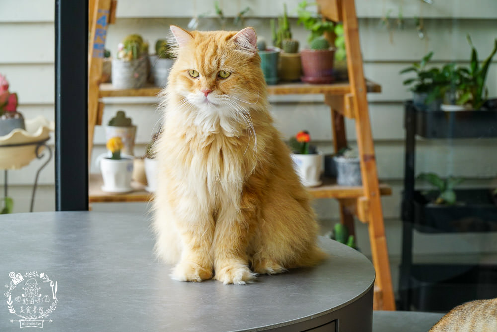 秋樂主義貓咪跑跑咖啡廳Kitty Running|台中超萌Q的貓咪咖啡廳!超多貓咪陪你玩翻天!