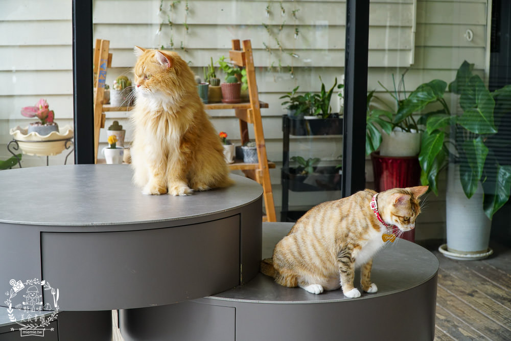 秋樂主義貓咪跑跑咖啡廳Kitty Running|台中超萌Q的貓咪咖啡廳!超多貓咪陪你玩翻天!
