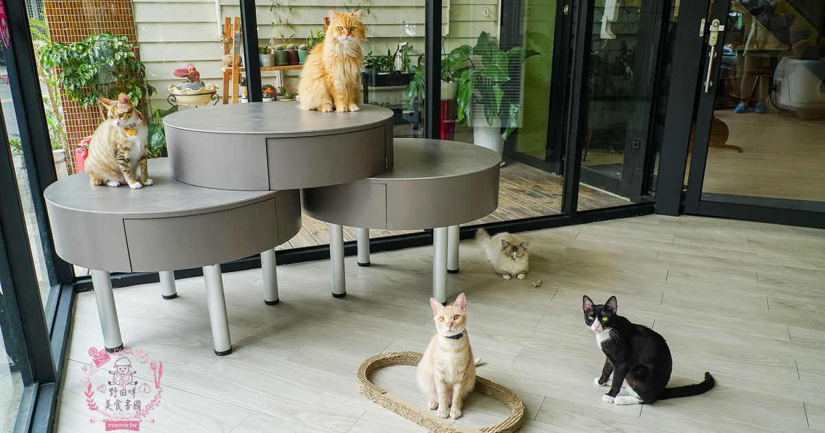 秋樂主義貓咪跑跑咖啡廳Kitty Running|台中超萌Q的貓咪咖啡廳!超多貓咪陪你玩翻天!