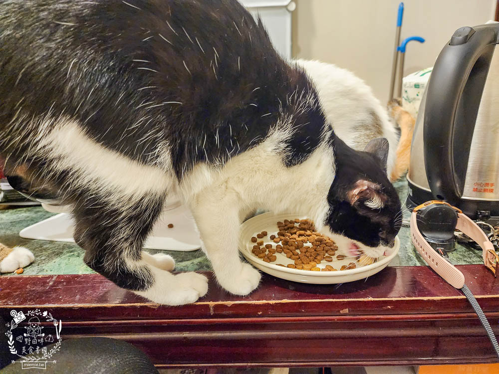 2024飼料推薦[八犬寵物Nutrience紐崔斯黑鑽頂級無穀飼料評價]超多飼主毛孩喜歡的寵物凍乾無穀飼料推薦