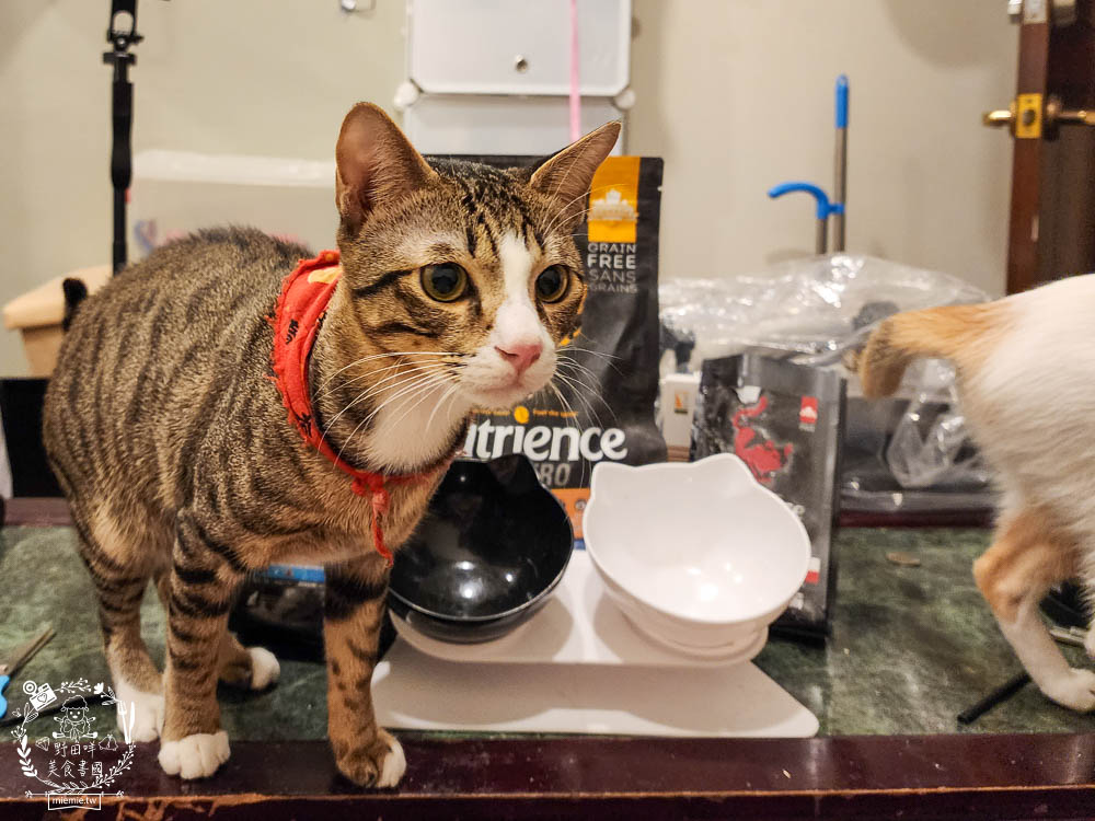 2024飼料推薦[八犬寵物Nutrience紐崔斯黑鑽頂級無穀飼料評價]超多飼主毛孩喜歡的寵物凍乾無穀飼料推薦