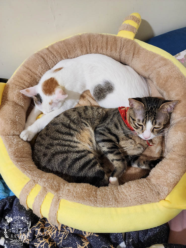 2024飼料推薦[八犬寵物Nutrience紐崔斯黑鑽頂級無穀飼料評價]超多飼主毛孩喜歡的寵物凍乾無穀飼料推薦