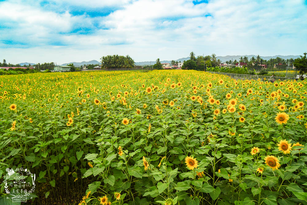 2025美濃花海|高雄色彩絢麗的繽紛浪漫花海!超好拍的七彩巨椅+兔兔藝術裝置!向日葵+百日草+大波斯菊等絢爛花海~