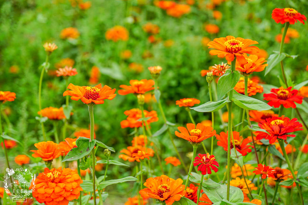 2025美濃花海|高雄色彩絢麗的繽紛浪漫花海!超好拍的七彩巨椅+兔兔藝術裝置!向日葵+百日草+大波斯菊等絢爛花海~