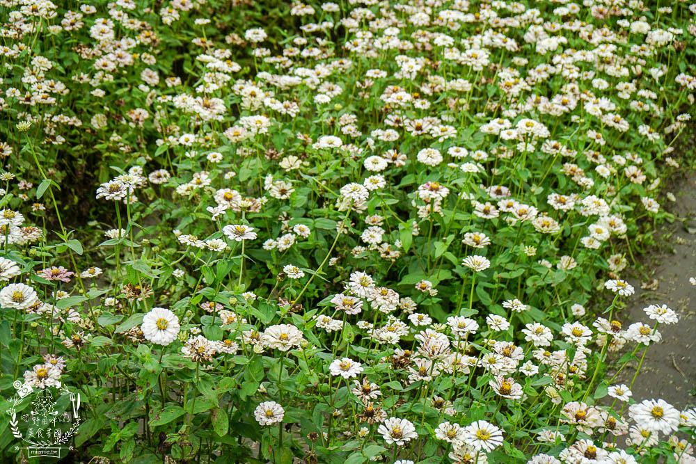 2025美濃花海|高雄色彩絢麗的繽紛浪漫花海!超好拍的七彩巨椅+兔兔藝術裝置!向日葵+百日草+大波斯菊等絢爛花海~