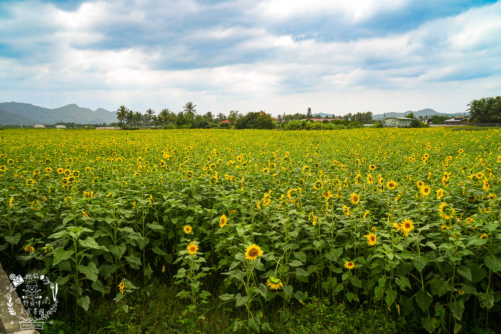 2025美濃花海|高雄色彩絢麗的繽紛浪漫花海!超好拍的七彩巨椅+兔兔藝術裝置!向日葵+百日草+大波斯菊等絢爛花海~
