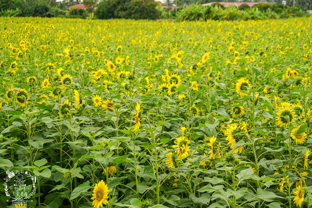 2025美濃花海|高雄色彩絢麗的繽紛浪漫花海!超好拍的七彩巨椅+兔兔藝術裝置!向日葵+百日草+大波斯菊等絢爛花海~