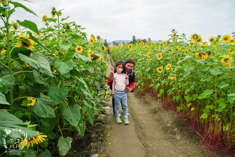 2025美濃花海|高雄色彩絢麗的繽紛浪漫花海!超好拍的七彩巨椅+兔兔藝術裝置!向日葵+百日草+大波斯菊等絢爛花海~