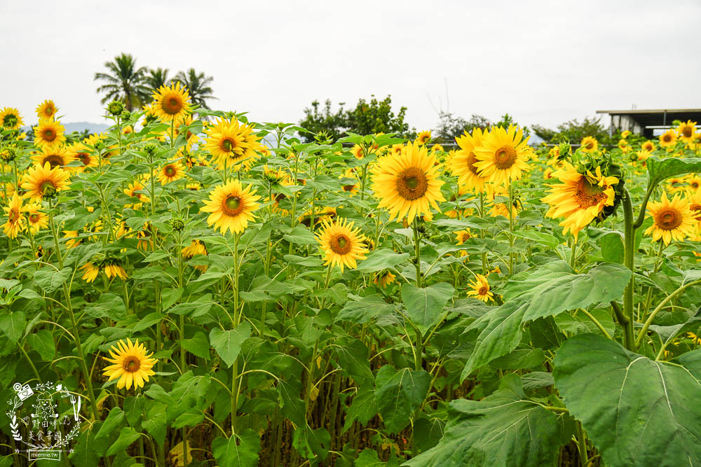2025美濃花海|高雄色彩絢麗的繽紛浪漫花海!超好拍的七彩巨椅+兔兔藝術裝置!向日葵+百日草+大波斯菊等絢爛花海~