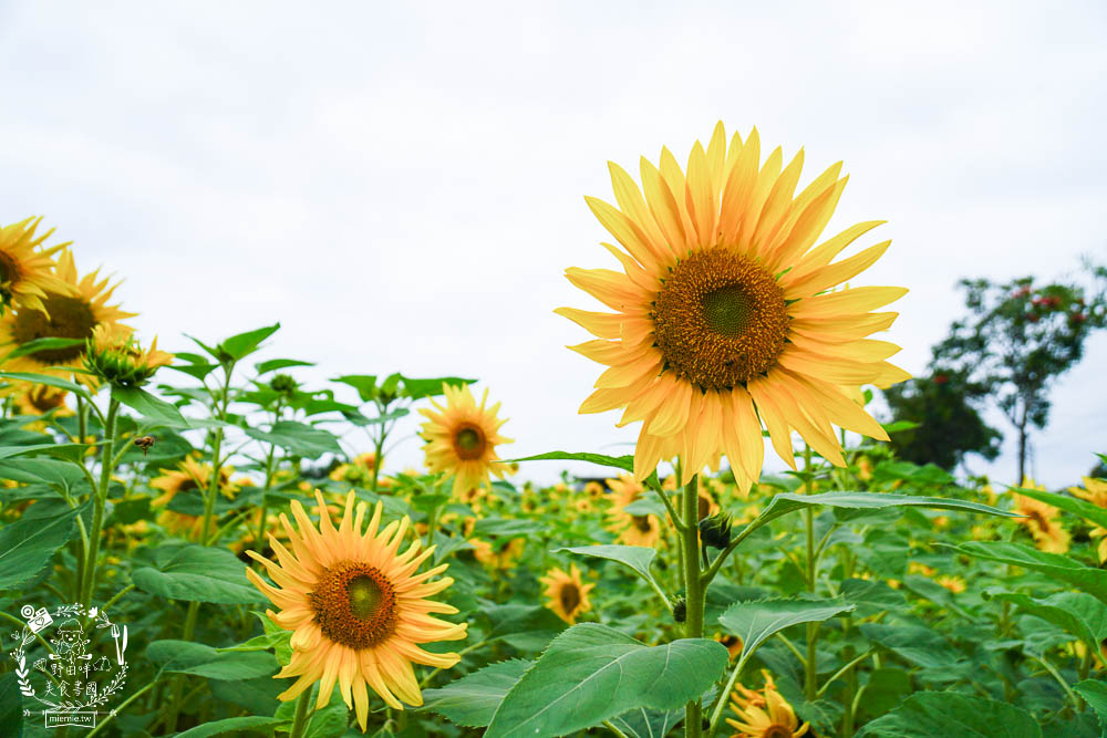 2025美濃花海|高雄色彩絢麗的繽紛浪漫花海!超好拍的七彩巨椅+兔兔藝術裝置!向日葵+百日草+大波斯菊等絢爛花海~