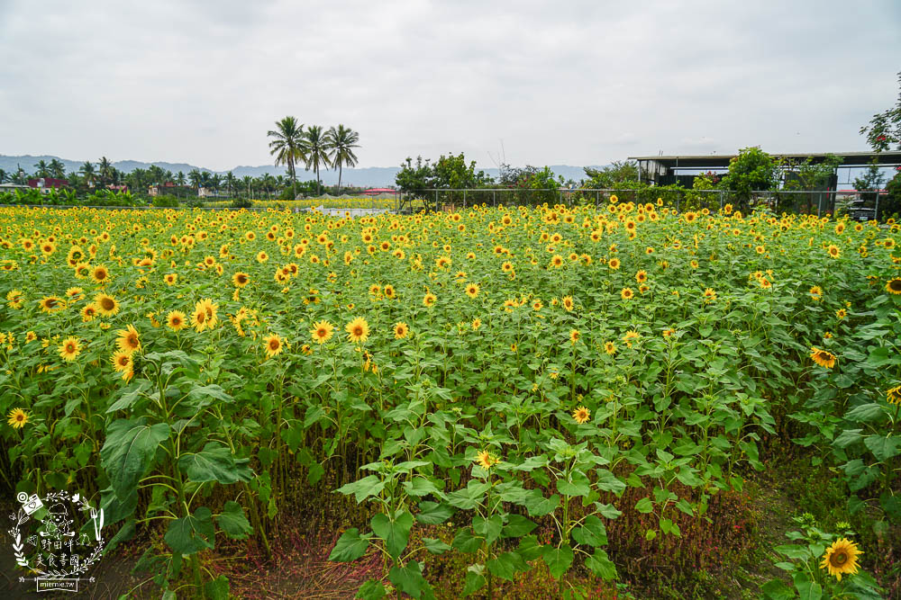 2025美濃花海|高雄色彩絢麗的繽紛浪漫花海!超好拍的七彩巨椅+兔兔藝術裝置!向日葵+百日草+大波斯菊等絢爛花海~