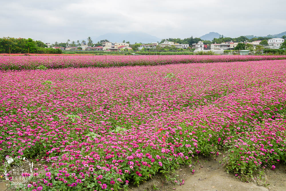 2025美濃花海|高雄色彩絢麗的繽紛浪漫花海!超好拍的七彩巨椅+兔兔藝術裝置!向日葵+百日草+大波斯菊等絢爛花海~