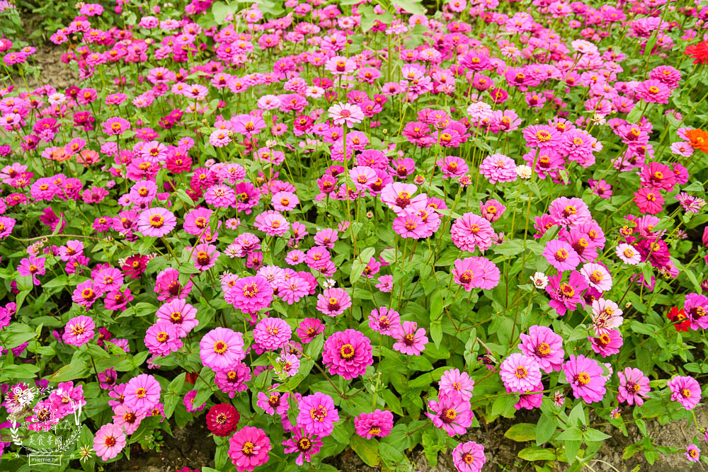 2025美濃花海|高雄色彩絢麗的繽紛浪漫花海!超好拍的七彩巨椅+兔兔藝術裝置!向日葵+百日草+大波斯菊等絢爛花海~