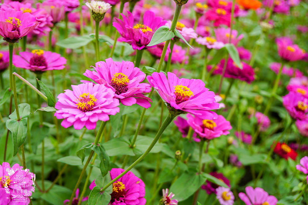2025美濃花海|高雄色彩絢麗的繽紛浪漫花海!超好拍的七彩巨椅+兔兔藝術裝置!向日葵+百日草+大波斯菊等絢爛花海~