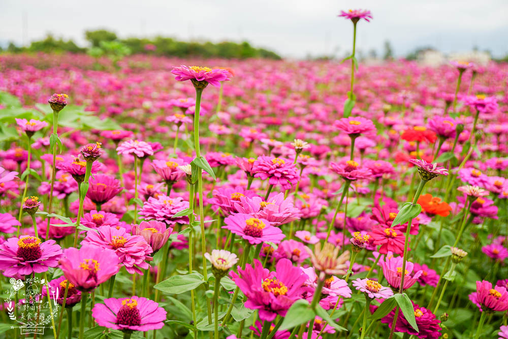 2025美濃花海|高雄色彩絢麗的繽紛浪漫花海!超好拍的七彩巨椅+兔兔藝術裝置!向日葵+百日草+大波斯菊等絢爛花海~