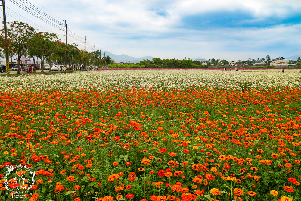 2025美濃花海|高雄色彩絢麗的繽紛浪漫花海!超好拍的七彩巨椅+兔兔藝術裝置!向日葵+百日草+大波斯菊等絢爛花海~