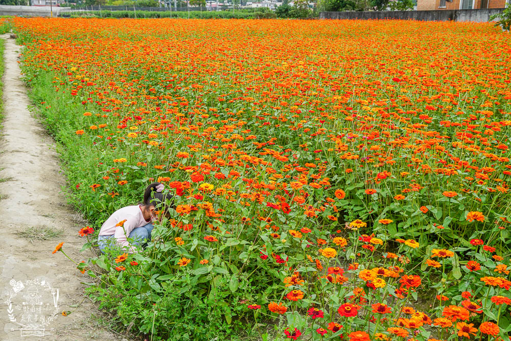 2025美濃花海|高雄色彩絢麗的繽紛浪漫花海!超好拍的七彩巨椅+兔兔藝術裝置!向日葵+百日草+大波斯菊等絢爛花海~