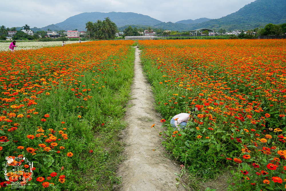 2025美濃花海|高雄色彩絢麗的繽紛浪漫花海!超好拍的七彩巨椅+兔兔藝術裝置!向日葵+百日草+大波斯菊等絢爛花海~