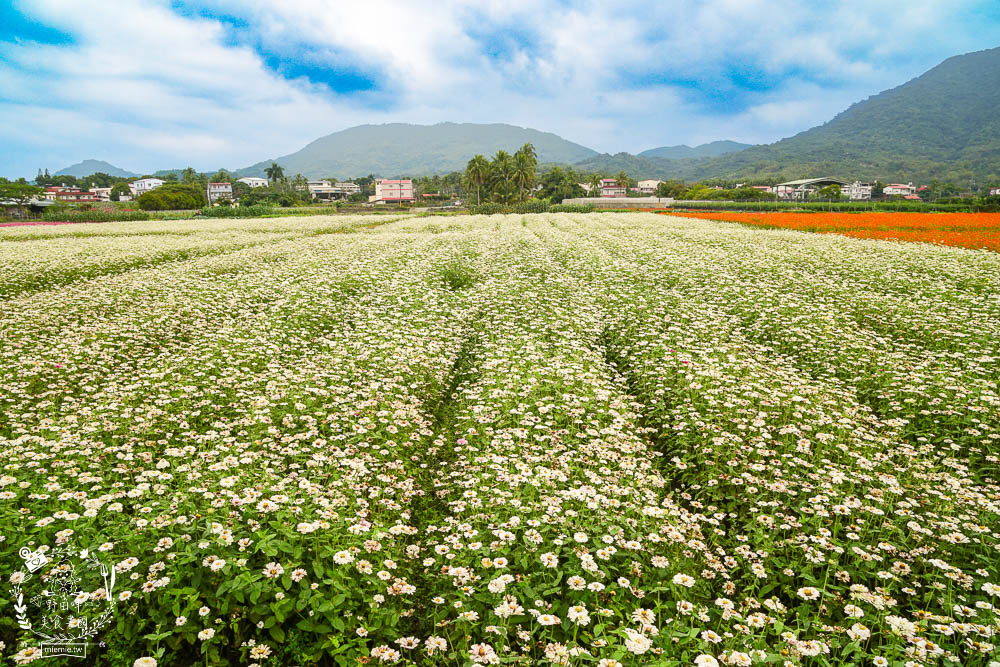 2025美濃花海|高雄色彩絢麗的繽紛浪漫花海!超好拍的七彩巨椅+兔兔藝術裝置!向日葵+百日草+大波斯菊等絢爛花海~