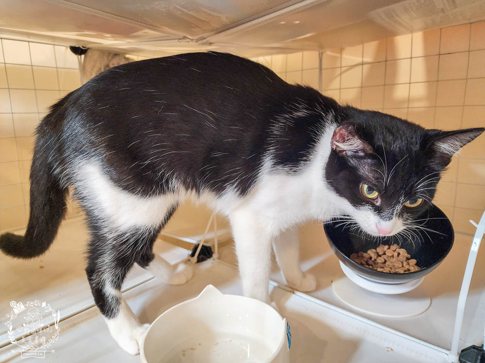 荒野饗宴貓飼料海陸大餐評價!高CP值又適口性佳的全天然無穀貓咪乾糧!