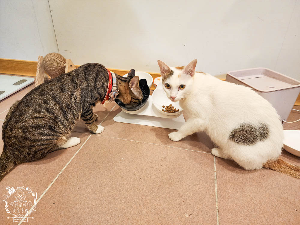 荒野饗宴貓飼料海陸大餐評價!高CP值又適口性佳的全天然無穀貓咪乾糧!