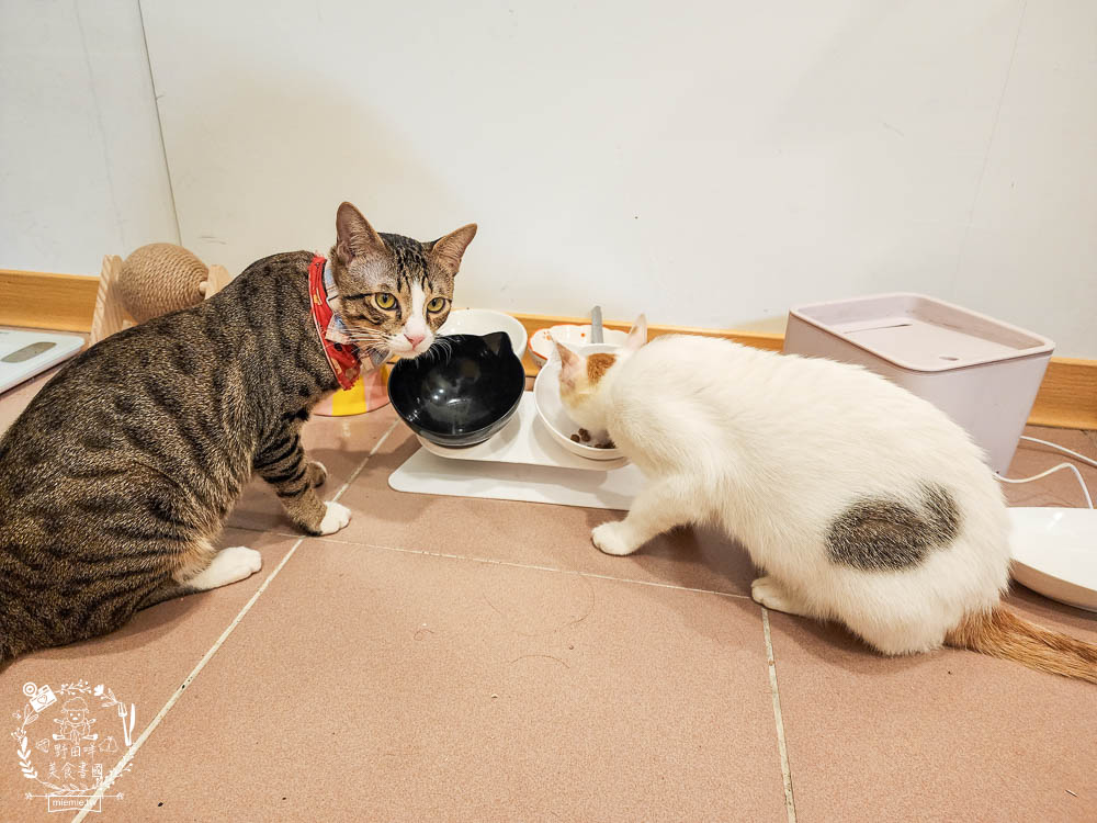 荒野饗宴貓飼料海陸大餐評價!高CP值又適口性佳的全天然無穀貓咪乾糧!