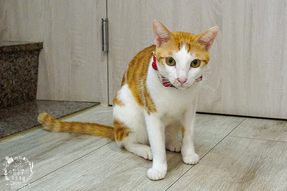 高雄[貓之家俱樂部]正港香港人經營的港式餐廳!寵物友善餐廳!還有貓咪出沒唷~