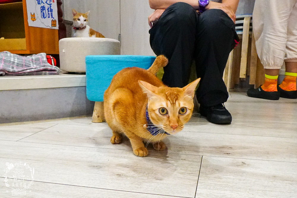高雄[貓之家俱樂部]正港香港人經營的港式餐廳!寵物友善餐廳!還有貓咪出沒唷~