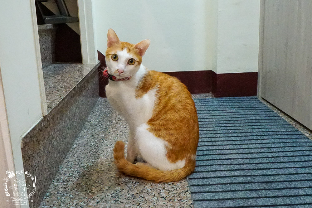 高雄[貓之家俱樂部]正港香港人經營的港式餐廳!寵物友善餐廳!還有貓咪出沒唷~