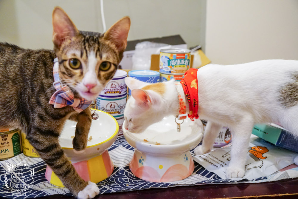 貓咪主食罐推薦!超有名的台灣品牌貓咪主食罐推薦!超多款高達90%以上含肉量?!