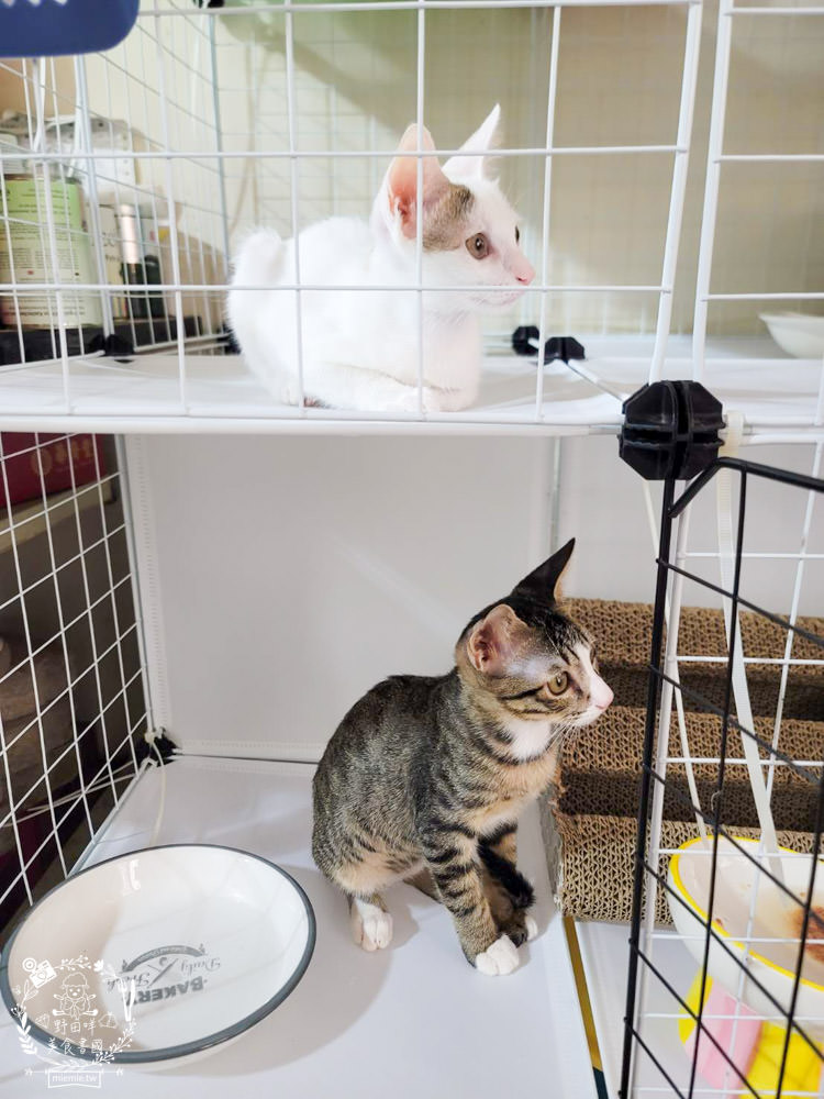 貓咪主食罐推薦!超有名的台灣品牌貓咪主食罐推薦!超多款高達90%以上含肉量?!