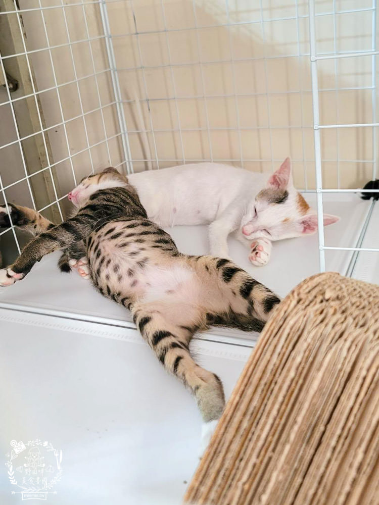 貓咪主食罐推薦!超有名的台灣品牌貓咪主食罐推薦!超多款高達90%以上含肉量?!