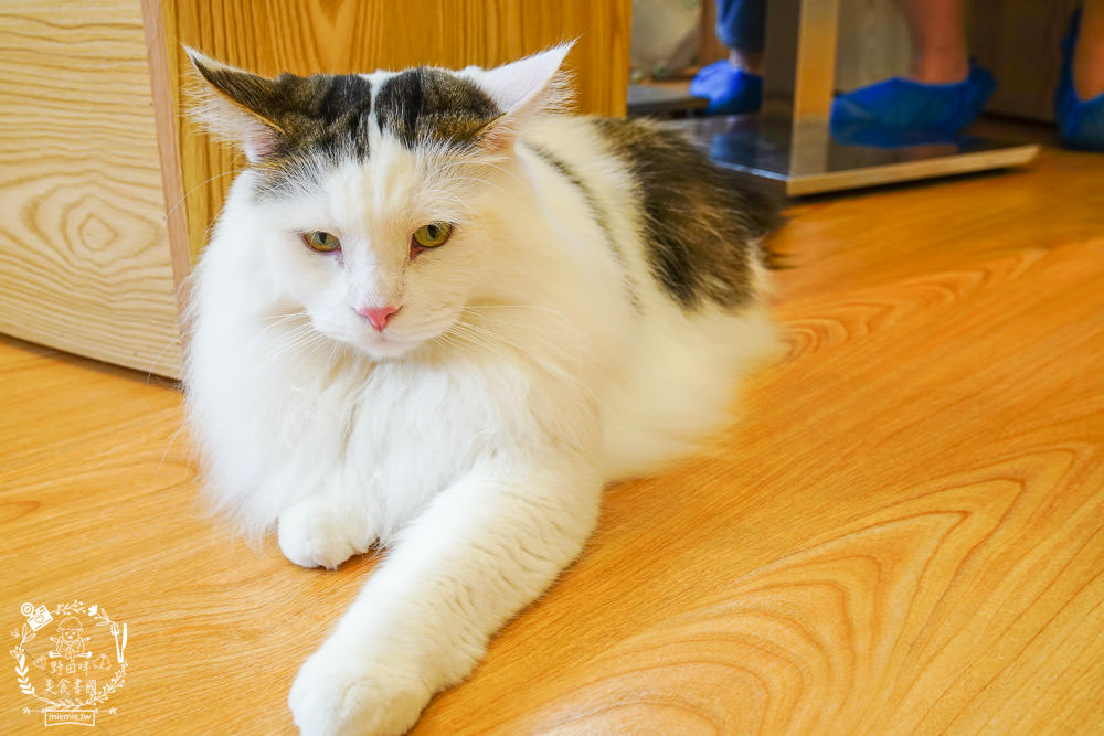 台北貓咪餐廳[貓樂貓咖啡信義遠百店]居然有12隻超可愛的萌系貓咪陪同用餐玩樂!連小朋友都可以進去唷～