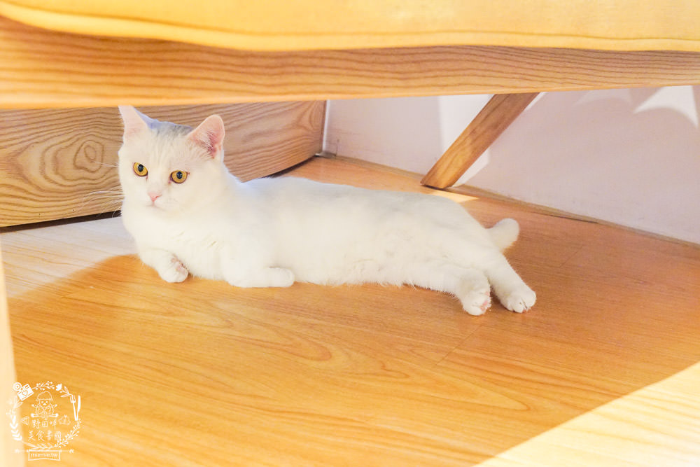 台北貓咪餐廳[貓樂貓咖啡信義遠百店]居然有12隻超可愛的萌系貓咪陪同用餐玩樂!連小朋友都可以進去唷～