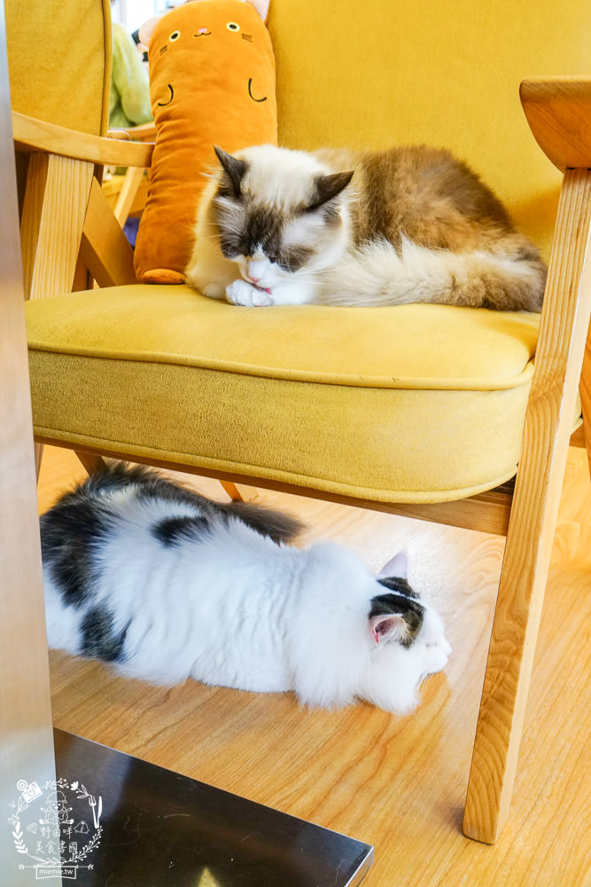 台北貓咪餐廳[貓樂貓咖啡信義遠百店]居然有12隻超可愛的萌系貓咪陪同用餐玩樂!連小朋友都可以進去唷～