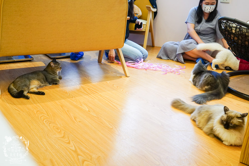 台北貓咪餐廳[貓樂貓咖啡信義遠百店]居然有12隻超可愛的萌系貓咪陪同用餐玩樂!連小朋友都可以進去唷～