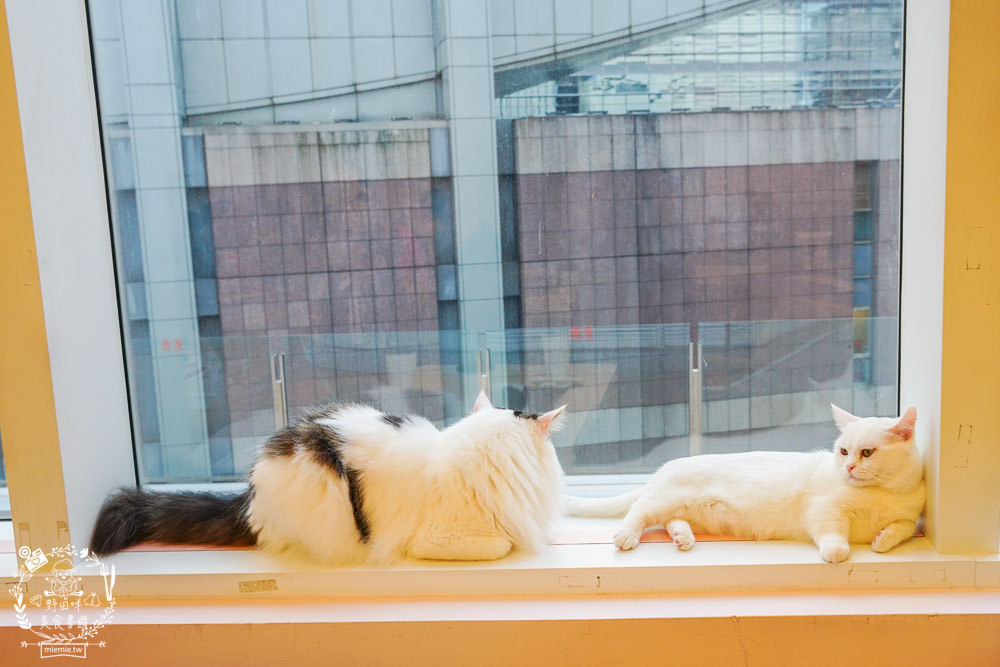 台北貓咪餐廳[貓樂貓咖啡信義遠百店]居然有12隻超可愛的萌系貓咪陪同用餐玩樂!連小朋友都可以進去唷～