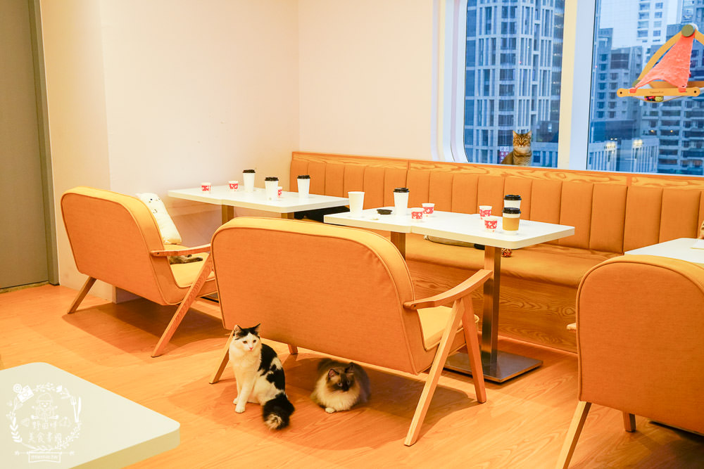 台北貓咪餐廳[貓樂貓咖啡信義遠百店]居然有12隻超可愛的萌系貓咪陪同用餐玩樂!連小朋友都可以進去唷～