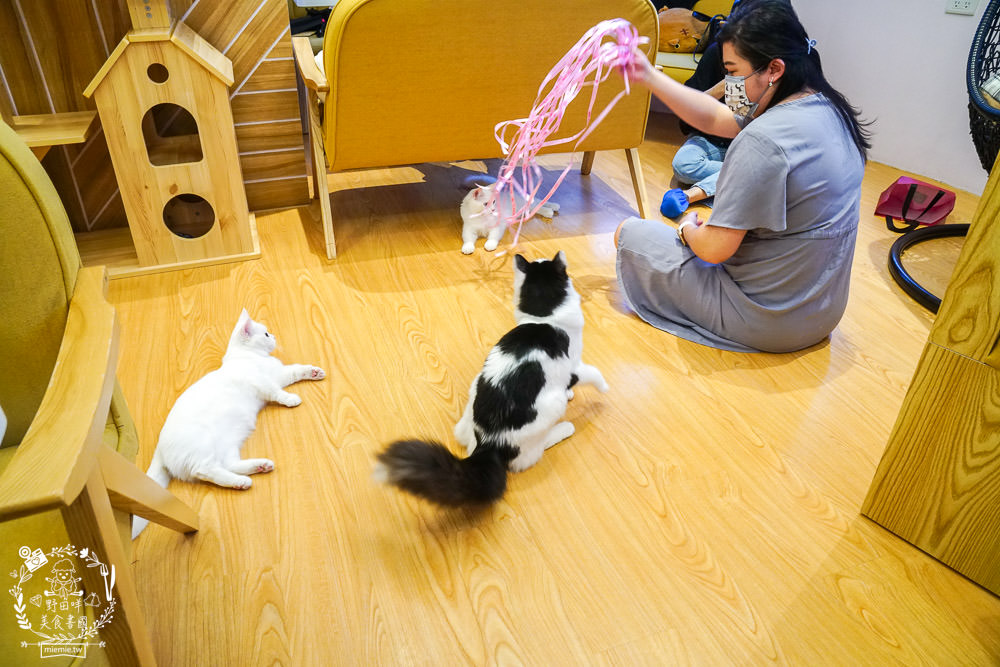 台北貓咪餐廳[貓樂貓咖啡信義遠百店]居然有12隻超可愛的萌系貓咪陪同用餐玩樂!連小朋友都可以進去唷～