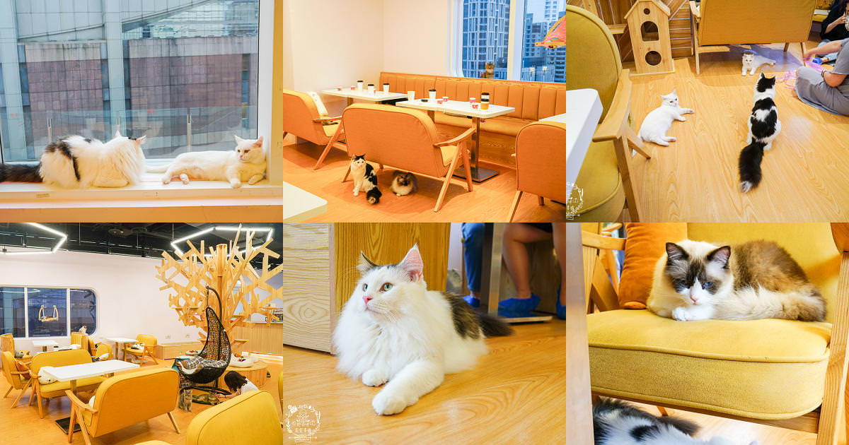 台北貓咪餐廳[貓樂貓咖啡信義遠百店]居然有12隻超可愛的萌系貓咪陪同用餐玩樂!連小朋友都可以進去唷～