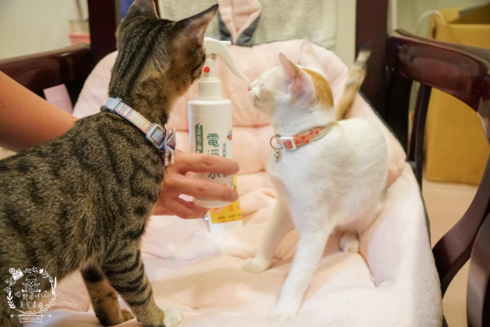 貓咪清潔用品開箱<沒有臭>貓用滅菌液+沒有油 電淨水 清爽餐具水洗液|無毒不刺激不致敏，誤舔無礙的清潔用品