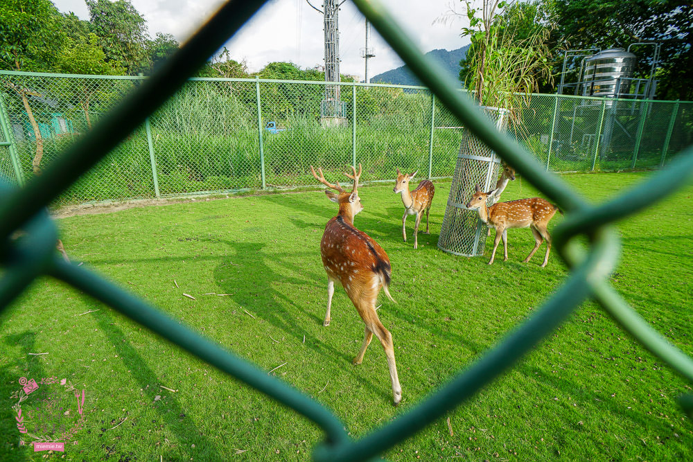 嘉義[逐鹿傳說梅花鹿園區]超可愛的梅花鹿餵食體驗!親子旅遊的好去處!