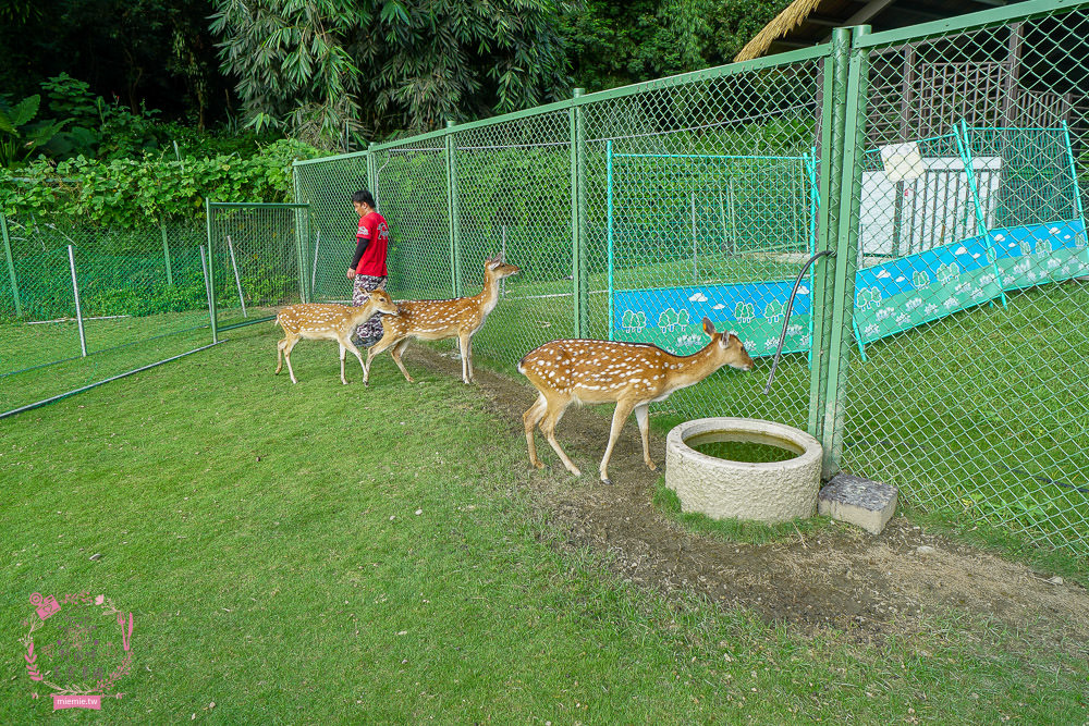嘉義[逐鹿傳說梅花鹿園區]超可愛的梅花鹿餵食體驗!親子旅遊的好去處!