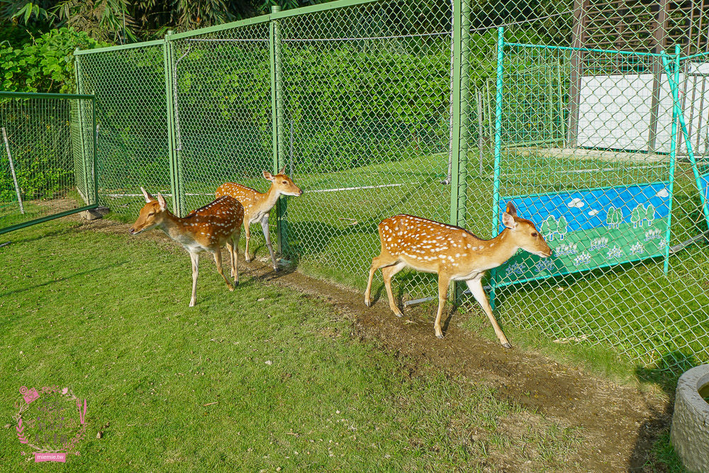 嘉義[逐鹿傳說梅花鹿園區]超可愛的梅花鹿餵食體驗!親子旅遊的好去處!