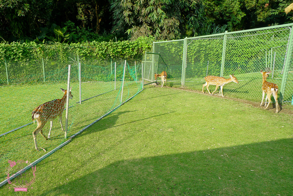 嘉義[逐鹿傳說梅花鹿園區]超可愛的梅花鹿餵食體驗!親子旅遊的好去處!