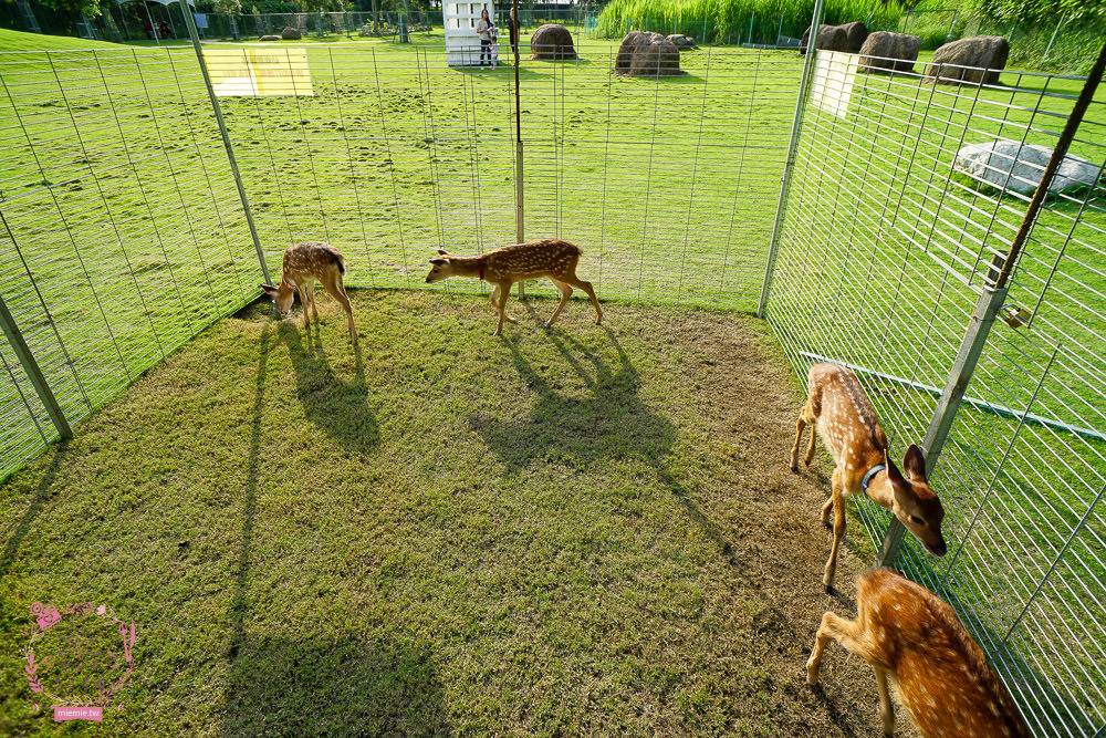 嘉義[逐鹿傳說梅花鹿園區]超可愛的梅花鹿餵食體驗!親子旅遊的好去處!