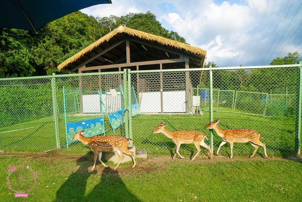 嘉義[逐鹿傳說梅花鹿園區]超可愛的梅花鹿餵食體驗!親子旅遊的好去處!