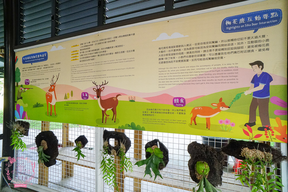 嘉義[逐鹿傳說梅花鹿園區]超可愛的梅花鹿餵食體驗!親子旅遊的好去處!